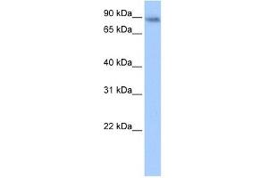 JAKMIP1 antibody used at 0. (JAKMIP1 Antikörper  (Middle Region))