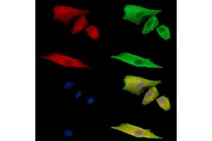 ABIN7095060 and ABIN7099116 staining  cells by IF/ICC. (FAM105B Antikörper)