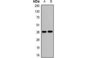 Western blot analysis of DDA3 expression in MCF7 (A), HepG2 (B) whole cell lysates. (PSRC1 Antikörper)