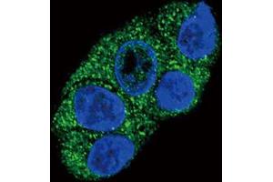 Immunofluorescence (IF) image for anti-ATPase, Cu++ Transporting, beta Polypeptide (ATP7B) antibody (ABIN3002647) (ATP7B Antikörper)