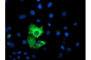 Anti-CAPN9 mouse monoclonal antibody (ABIN2455041) immunofluorescent staining of COS7 cells transiently transfected by pCMV6-ENTRY CAPN9 (RC215171). (Calpain 9 Antikörper)