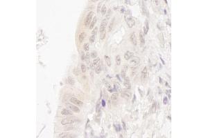 anti-Cancer Susceptibility Candidate 5 (CASC5) (AA 300-350) antibody