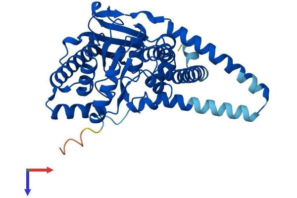 AGPAT4 Protein (AA 1-378) (His tag)