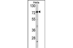 Western blot analysis of EIF2AK1 Antibody (Center) (ABIN392708 and ABIN2842185) in Hela cell line lysates (35 μg/lane). (EIF2AK1 Antikörper  (AA 267-296))