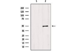Western blot analysis of extracts from Mouse lung, using CCBL1/KAT1 Antibody. (CCBL1 Antikörper  (Internal Region))