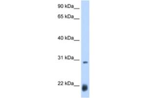 Western Blotting (WB) image for anti-Achaete-scute complex protein T5 (AC) antibody (ABIN2463429)