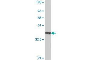 Western Blot detection against Immunogen (38. (RIN2 Antikörper  (AA 786-894))