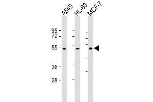 Lane 1: A549, Lane 2: HL-60, Lane 3: MCF-7 lysate at 20 µg per lane, probed with bsm-51228M AVPR1A (721CT25. (AVPR1A Antikörper  (AA 353-383))