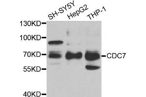 Western blot analysis of extracts of various cell lines, using CDC7 antibody. (CDC7 Antikörper)