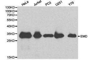 Western Blotting (WB) image for anti-Emerin (EMD) antibody (ABIN1872528)