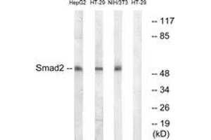 Western blot analysis of extracts from HT-29/NIH-3T3/HepG2 cells, using Smad2 (Ab-245) Antibody. (SMAD2 Antikörper  (AA 211-260))