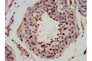 IHC image of ABIN7149820 diluted at 1:400 and staining in paraffin-embedded human testis tissue performed on a Leica BondTM system. (DPPA3 Antikörper  (AA 1-159))