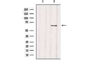 Western blot analysis of extracts from various samples, using RIC8B Antibody. (RIC8B Antikörper  (C-Term))