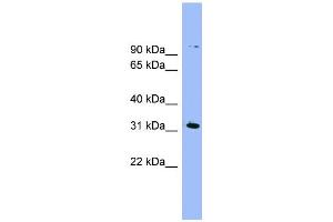 WB Suggested Anti-LRRC52 Antibody Titration:  0. (LRRC52 Antikörper  (N-Term))