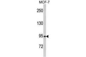Western blot analysis of PREX1 Antibody (Center) in MCF-7 cell line lysates (35µg/lane).