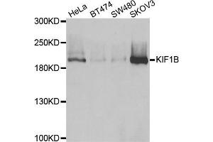 Western blot analysis of extracts of various cell lines, using KIF1B antibody. (KIF1B Antikörper)