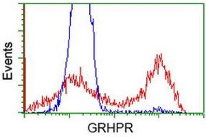 HEK293T cells transfected with either RC200963 overexpress plasmid (Red) or empty vector control plasmid (Blue) were immunostained by anti-GRHPR antibody (ABIN2453978), and then analyzed by flow cytometry. (GRHPR Antikörper)