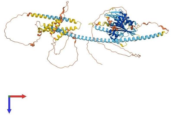 KIFC2 Protein (AA 1-838) (His tag)