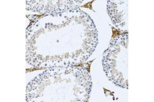 Immunohistochemistry of paraffin-embedded mouse testis using FMOD antibody (ABIN2562633) at dilution of 1:100 (20x lens). (Fibromodulin Antikörper)