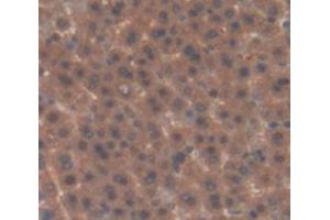 IHC-P analysis of Rat Tissue, with DAB staining. (Factor XI Antikörper  (AA 275-516))