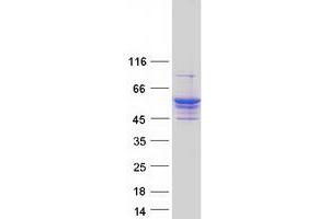 Western Blotting (WB) image for Lysophosphatidylcholine Acyltransferase 4 (LPCAT4) protein (Myc-DYKDDDDK Tag) (ABIN2714461)