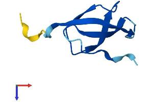 RPS28 Protein (AA 1-69) (Fc Tag)