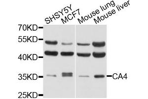 Western blot analysis of extracts of various cells, using CA4 antibody. (CA4 Antikörper)