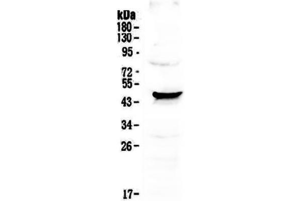 NOV antibody  (C-Term)