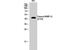 Western Blotting (WB) image for anti-Matrix Metallopeptidase 12 (Macrophage Elastase) (MMP12) (cleaved), (Gly106) antibody (ABIN3181812) (MMP12 Antikörper  (cleaved, Gly106))