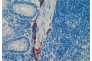 Paraffin section of mouse intestine stained with ABIN115689 (LYVE1 Antikörper  (AA 24-227))
