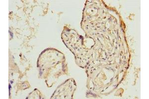 Immunohistochemistry of paraffin-embedded human placenta tissue using ABIN7165742 at dilution of 1:100