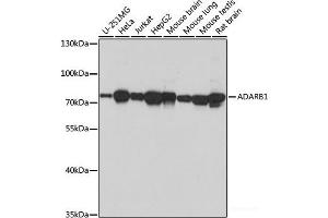 Western blot analysis of extracts of various cell lines using ADARB1 Polyclonal Antibody at dilution of 1:1000. (RED1 Antikörper)