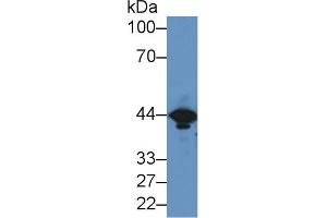Western Blot; Sample: Mouse Brain lysate; ;Primary Ab: 2µg/ml Rabbit Anti-Mouse CKM Antibody;Second Ab: 0. (CKM Antikörper  (AA 11-367))