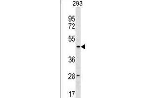 FB Antibody (C-term) (ABIN1537200 and ABIN2849929) western blot analysis in 293 cell line lysates (35 μg/lane).