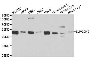 Western blot analysis of extracts of various cell lines, using SUV39H2 antibody. (SUV39H2 Antikörper  (AA 141-350))