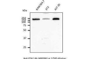 Immunostaining of Hepa1-6 cells With EEAI antibody at 1/50 dilution. (EEA1 Antikörper  (C-Term))