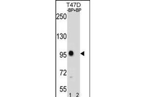 CTNNB1 Antibody (C-term) (ABIN1881237 and ABIN2838646) western blot analysis in T47D cell line lysates (35 μg/lane). (CTNNB1 Antikörper  (C-Term))