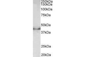 ABIN5539645 (0. (Doublecortin Antikörper  (Internal Region))