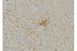ABIN6279542 at 1/100 staining Mouse liver tissue by IHC-P. (IMMP2L Antikörper  (Internal Region))