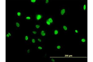 Immunofluorescence of purified MaxPab antibody to TOB1 on HeLa cell. (Protein Tob1 (TOB1) (AA 1-345) Antikörper)