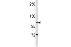DOG1 antibody western blot analysis in K562 lysate (ANO1 Antikörper  (AA 453-482))
