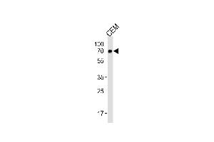 GBP2 Antibody (Center) (ABIN1881366 and ABIN2843448) western blot analysis in CEM cell line lysates (35 μg/lane). (GBP2 Antikörper  (AA 192-220))