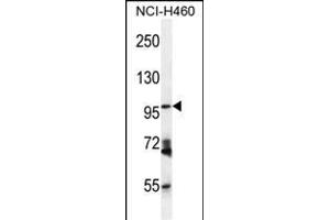ENPEP Antibody (C-term) (ABIN656026 and ABIN2845400) western blot analysis in NCI- cell line lysates (35 μg/lane). (ENPEP Antikörper  (C-Term))