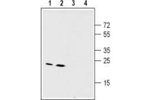 Western blot analysis of mouse (lanes 1 and 3) and rat (lanes 2 and 4) liver membranes: - 1,2. (GJB2 Antikörper  (Cytoplasmic Loop, Intracellular))