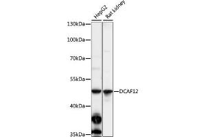 Western blot analysis of extracts of various cell lines, using DC antibody (ABIN7266681) at 1:1000 dilution. (DCAF12 Antikörper  (AA 1-85))