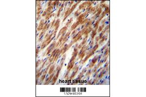 CHI3L2 Antibody immunohistochemistry analysis in formalin fixed and paraffin embedded human heart tissue followed by peroxidase conjugation of the secondary antibody and DAB staining. (CHI3L2 Antikörper  (N-Term))
