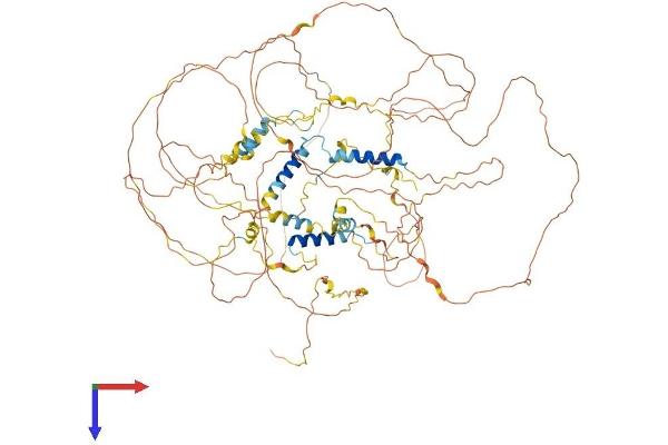 SYNPO Protein (AA 1-929) (His tag)