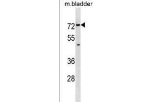 Mouse Slc5a8 Antibody (C-term) (ABIN1881812 and ABIN2838785) western blot analysis in mouse bladder tissue lysates (35 μg/lane).