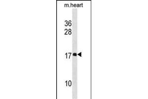 DL1 Antibody (N-term) 19848a western blot analysis in mouse heart tissue lysates (35 μg/lane). (DAPL1 Antikörper  (N-Term))