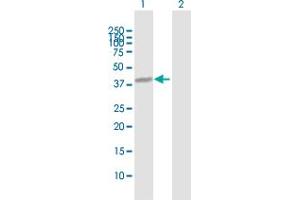 NUFIP1 Antikörper  (AA 1-276)